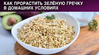 Как прорастить зеленую гречку в домашних условиях 🥙 Пророщенная гречка для здорового питания ПП