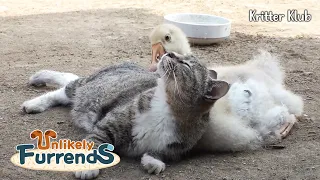 Cat Raises A Goose Chick As Her Child.. ❤ l Unlikely Furrends Ep 05