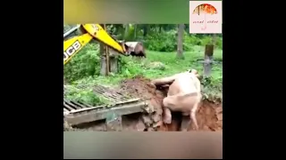 Baby Elephant says Thank You to Bulldozer after Rescued#youtube