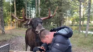 Daily life in Skullaryd moosepark!