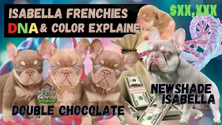 Isabella frenchies DNA & color EXPLAINED! made simple! The most expensive French Bulldogs!