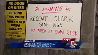 Shark attacks seal near beachgoers