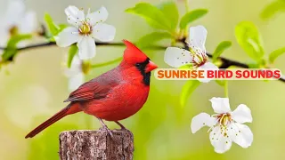 Bird Sounds Spectacular : Morning Bird Sound 4K