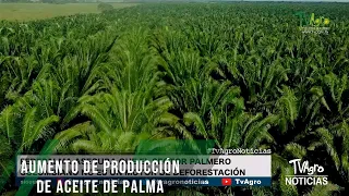 Aumento de producción de aceite de palma - TvAgro por Juan Gonzalo Angel Restrepo