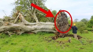 1000 лет это было скрыто от людей в корнях дерева! Находку обнаружили благодаря сильному урагану…