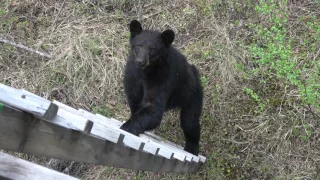 Bear tries to climb into my treestand