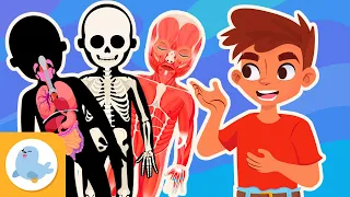 Relazione tra le funzioni vitali e i sistemi del corpo umano - Scienza per bambini