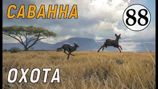 TheHunter Call of the Wild -  ОХОТА В САВАННЕ # 88