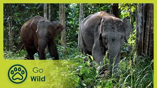 Borneos Pygmy Elephants - Go Wild