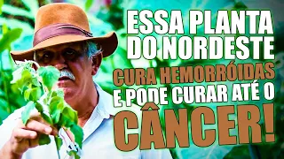 SAMBACAITÁ OU CANUDINHO: UMA PLANTA COM PODER DE "DESMANCHAR" TUMORES E  CURAR CICATRIZES E ÚLCERAS