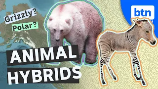 Can you cross-breed animals? Hybrids, Grolars, and mixing species