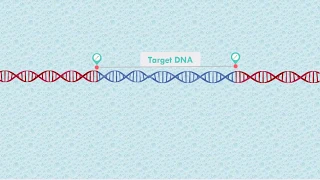 PCR - Polymerase Chain Reaction animation with PowerPoint