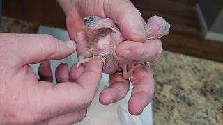 Lets Pull Some Baby Cockatiels From Their Nest box!!!