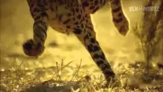 National Geographic Wild Cheetah: Fatal Instinct (Documentary)