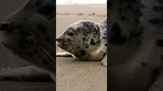 Baby seal don't want people too close for comfort.#shorts#animals#ytshorts