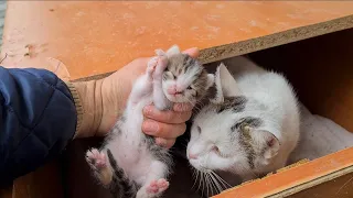 10 Days old very cute little Kittens