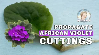 How to Grow African Violets from Leaf Cuttings