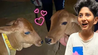 Baby Cow ki Girlfriend Le Aye😍