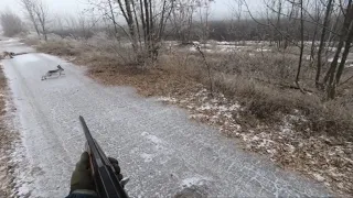 Охота на зайца. Зайцы сами прибегают. Hunting.