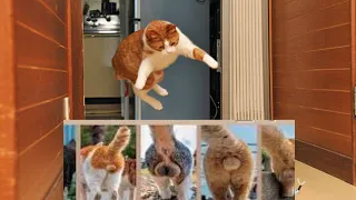 Funniest Cats And Dogs Videos 😁 Best Funny Animal 2024/Funny animals Videos Tauqeer Ahmad 34
