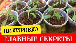 🌱Секреты раннего урожая. Все о пикировке томатов. По сколько штук пикировать в стакан 1 или 2🌱