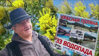 Завен приглашает всех! Зацвели жасмин и мимоза в Лазаревском