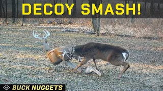 DECOY SMASH - Big Buck destroys the decoy!