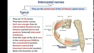 Intercostal Nerves and Vessels - Dr. Ahmed farid