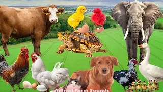 Animal Farm Sounds: Cat, Cow, Dog, Chicken, Turtle, Elephant, Duck - Animal Paradise