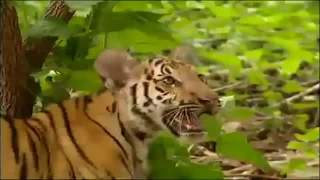 Gibbon teases Tigers Гиббон дразнит Тигрят