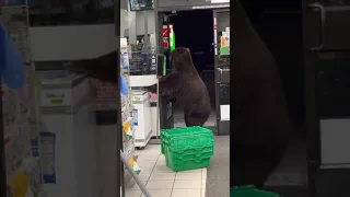 Persistent Bear Uses Hand Sanitizer in 7-Eleven Store