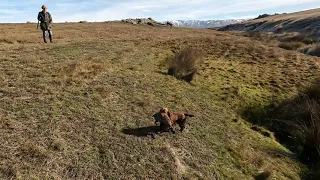 Archie The Working Cocker Spaniel hunting, flushing and retrieving.