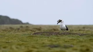 Seagull Swallows Rabbit Whole