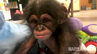 Baby Chimp Maisie Sees Her Reflection