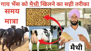 गाय भैंस को मैथी खिलाने का सही तरीका ।pashu ko methi dana khane ke fayde part-2 । Veer dairy farm ।