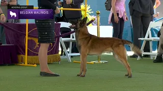 Belgian Malinois | Breed Judging 2023