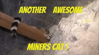 #183 Clouds of Bats and another Mine Cat in the Desert Queen Mine!