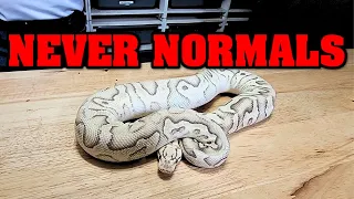 How to never make another NORMAL BALL PYTHON again!