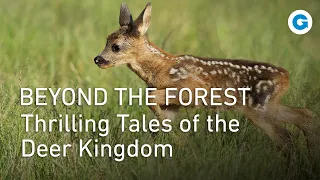 Deer Majesty: Exploring Nature's Grace | Wildlife Documentary