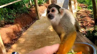 Доминикана экскурсия Манки Лэнд/Dominicana. Samana. Monkey land.