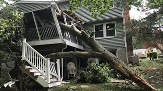 Dangerous Idiots Tree Felling With Chainsaw, Heavy Big Tree Removal Fails Falling On Houses