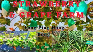 STRAWBERRY AND GRAPE FARM  朗屏士多啤梨園 | YUEN LONG HONG KONG| things to do in yuen long