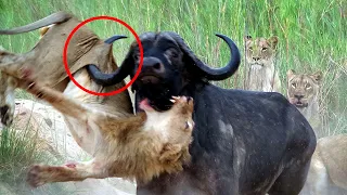 Most Aggressive Animals On The Planet!