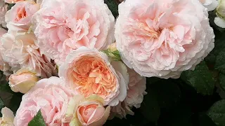 Роза "Чиппендейл" буйство цветов🌹😍 ( rose Chippendale)