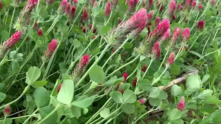 Cover Crop Plots: Legumes