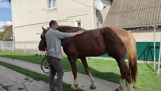 Коні Ваговози. Коні🐴🐴🐴Тернопільщини продає і парує 0967258018 Іван с. Угринь.