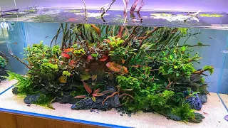 12 BEAUTIFUL Aquascapes!