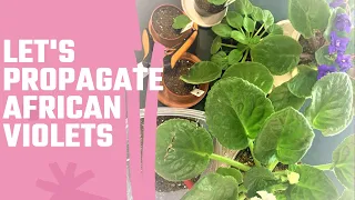 HOW TO PROPAGATE AFRICAN VIOLETS Propagate African Violets