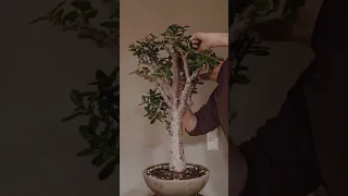 Massive 30 years old Jade Plant Bonsai Tree (Crassula) #shorts #bonsaitree #bonsai #jadebonsai