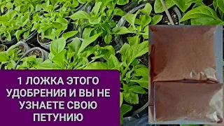 1 ЛОЖКА ЭТОГО УДОБРЕНИЯ И ВЫ НЕ УЗНАЕТЕ СВОЮ ПЕТУНИЮ. ВТОРАЯ ПОДКОРМКА  ПЕТУНИИ ПОСЛЕ ПЕРЕВАЛКИ.